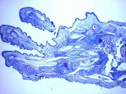 Imagen microscópica Inmunología