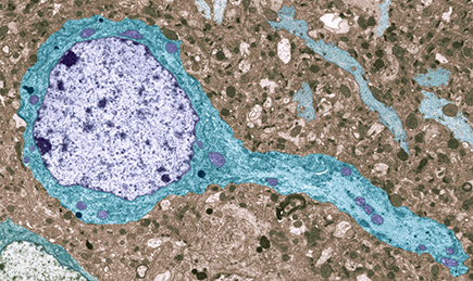 Microscopic image neuroscience