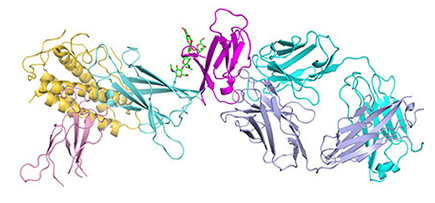 抗原結合性フラグメントの結合
