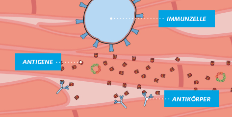 Immunsystem reagiert auf die Advenoviren und bildet Antikörper.