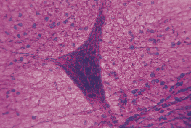 Detalhe de um neurónio visto ao microscópio.