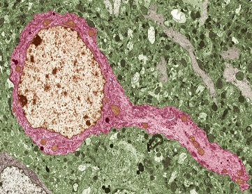 Imagen Microscópica Neurociencias